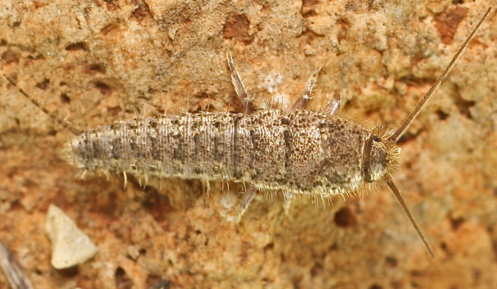 A bristletail species from Malta